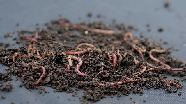 Close up Crawling Red Earthworms in Black Soil Isolated on Black Background. Slow motion. A group of wriggling earthworms in wet compost. Fishing worms. Red worms Dendrobaena. Loosening fertile soil.