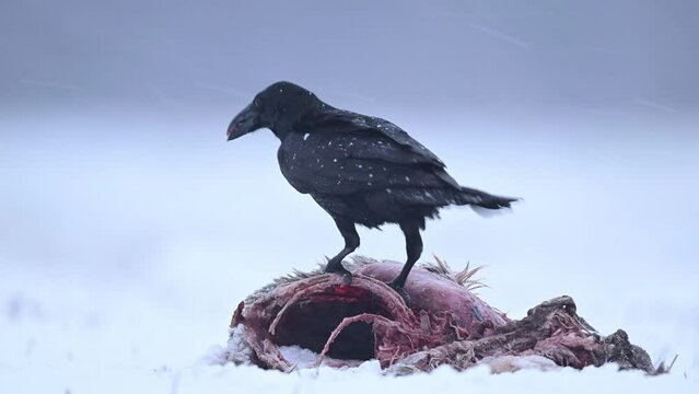 Ravens eating dead roe deer	