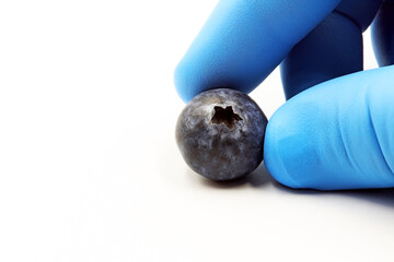 Doctor or scientist glove holding a blueberry. Space for text