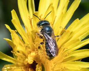 Close up of a tiny metallic blue female Osmia Mason Bee pollinating and feeding on a vibrant yellow dandelion flower. Posterior view. Long Island, New York, USA.