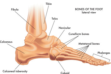 Medical illustration of the major parts of the foot bones in lateral view, with annotations.