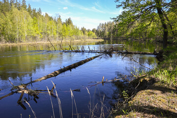 On the forest river in the Meshchersky National Park.