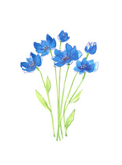 Watercolor bouquet of blue flowers on white background. Hand draw Illustration for your project.