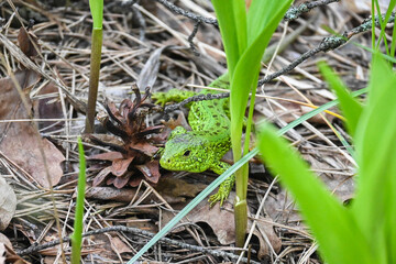 A nimble lizard in the wild.