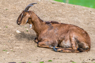A view of a brown goat sitting in a paddock near Melton Mowbray in Summertime