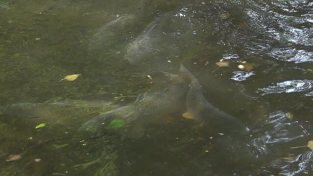 Fraie des carpes au printemps, 480fps ralenti X8/59,94fps
