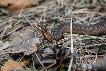 A viper in the wild.