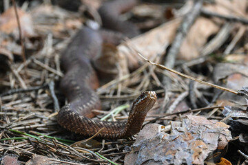 A viper in the wild.