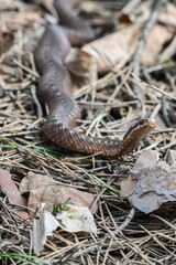 A viper in the wild.