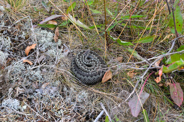 A viper in the wild.