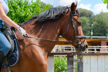 Caballo trabajando por su jinete