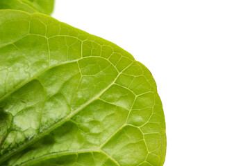 Fototapeta na wymiar green lettuce leaf with water drops