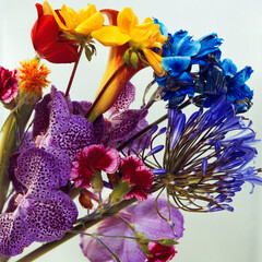 Still life of colored flowers
