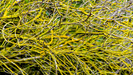 Ramas entramadas cubiertas de liquen