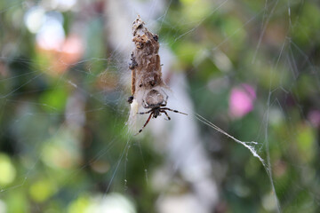 Araña protegiendo su alimento con fondo desenfocado.
