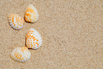 Shells in the form of butterflies on the yellow beach sand close-up, background