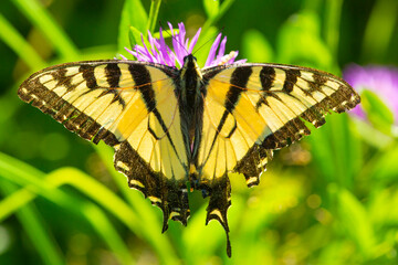 Tiger swallowtail foraging on a spotted knapweed flower, New Hampshire.