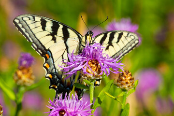 Tiger swallowtail foraging on a spotted knapweed flower, New Hampshire.