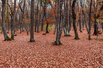 Fallen red leaves on ground in autumn forest in cloudy weather, stumps - Powered by Adobe