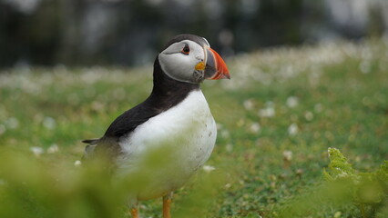 Puffin on Skomer Island