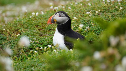 Puffin on Skomer Island