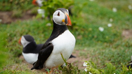 Skomer Island Atlantic Puffin