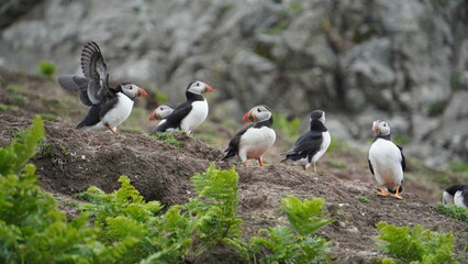 Puffins on Skomer Island
