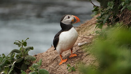 Skomer Island Puffin on a cloudy day