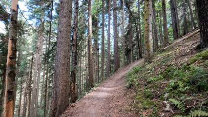 wild green woods in mountains - backpacking ground trail - photo of nature