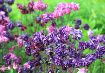 Aquilegia vulgaris blooms in nature
