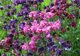 Obraz premium Aquilegia vulgaris blooms in nature