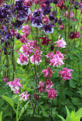 Aquilegia vulgaris blooms in nature