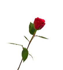 Fototapeta premium Red rose isolated on white background 