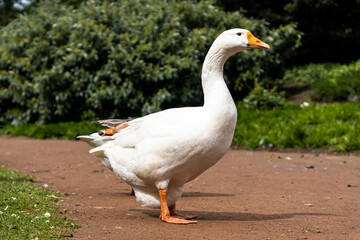 African domestic goose, Rhine domestic goose - breeds of domestic geese, for a walk in the park.
