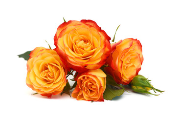Fototapeta premium Red rose isolated on white background 
