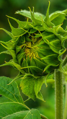 Sunflower blooming in a sunflower field