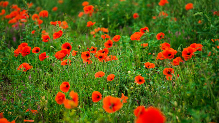 Poppies in a poppy field