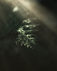 Leaves in the forest