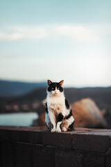Cat on the beach
