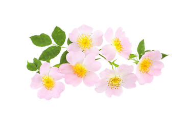 Rosehip flowers with leaf isolated on transparent background. Rosa rubiginosa (sweet briar,...