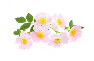Rosehip flowers with leaf isolated on transparent background. Rosa rubiginosa (sweet briar, sweetbriar rose, sweet brier or eglantine).