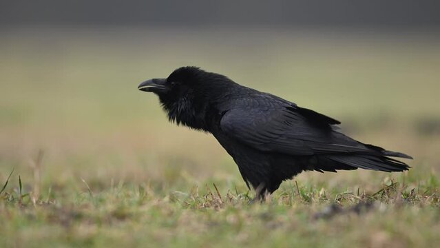 Raven bird close up ( Corvus corax )	