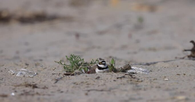 Little ringed plover (Charadrius dubius) hatching its eggs on the beach.