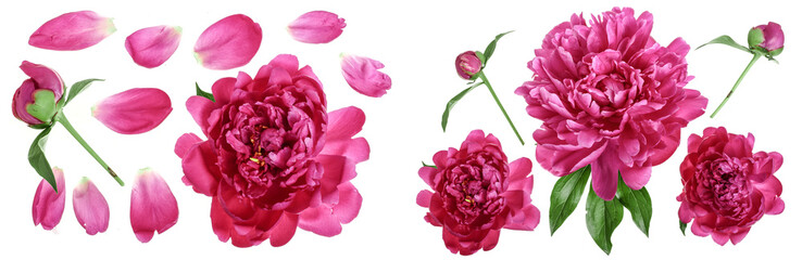 pink peony flower isolated on white background. Top view. Flat lay pattern