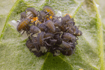 In the photo, a cluster of recently hatched Coccinellidae, wriggles atop one another.  Each tiny larva demonstrates its newfound, showcasing the early stages of these enchanting insects' lives.




