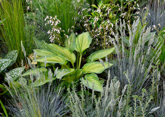Obraz premium Perennial garden. Hosta gold standard growing among decorative grasses 