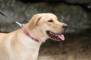 portrait of a retriever
