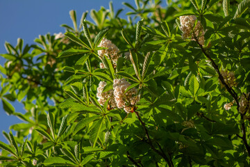 Blooming chestnuts on a tree against the blue sky in the afternoon with a sunny day. beautiful plant