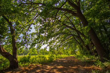 Summer landscape, sunset sunbeams beautifully seeps through the branches of trees in a dense forest, the light falls on the grass and on the ground. dense forest in summer