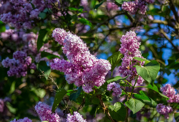 blooming pink lilac, lilac clusters, beautiful plant, close-up